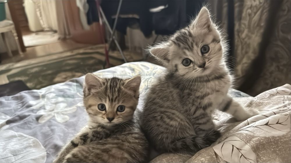 Котята в добрые руки