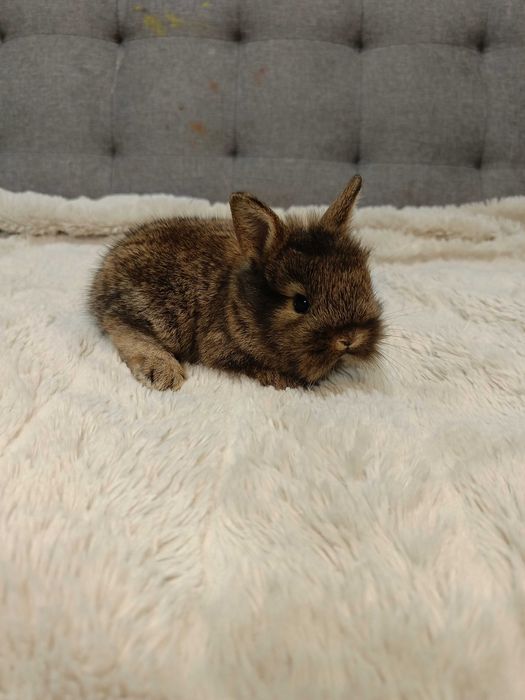 Декоративни зайчета на 1 месец