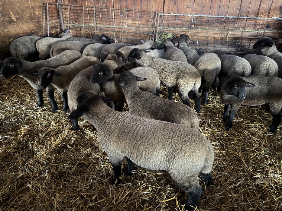 Miei din rasă de carne (suffolk englezesc)