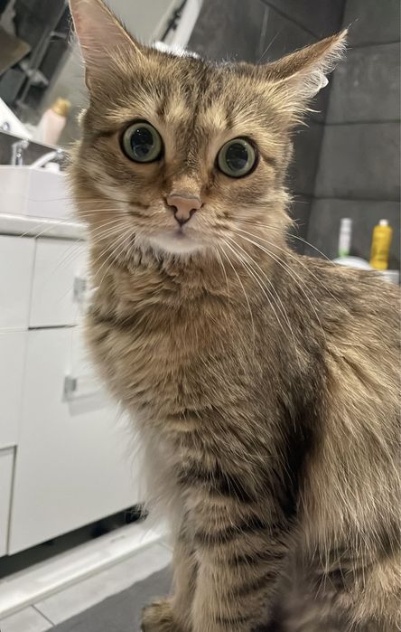 Кошечка ищет дом