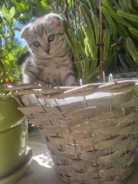 Отдам двух котят в добрые руки