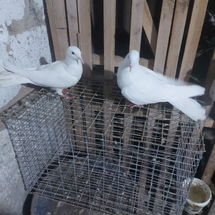 Бели Иран пара лет с игрой