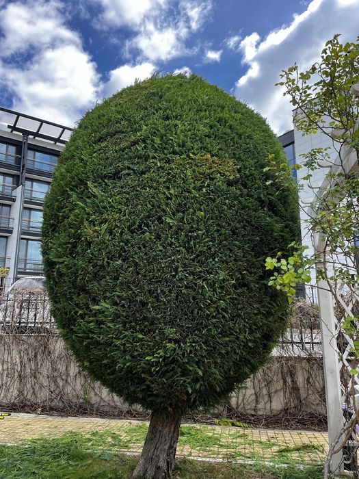 Почистване, поддръжка на дворове и градини