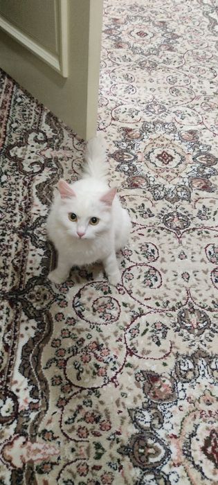 Стерелизованная киса ищет добрых ручек. Юнусабад