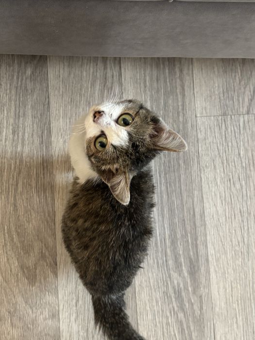 Отдам котенка в добрые руки