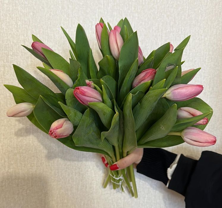 Тюльпаны по хорошей цене