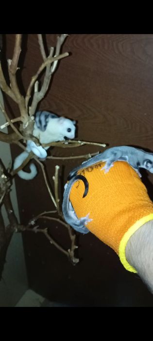 Сахарный поссум, белка летяга.