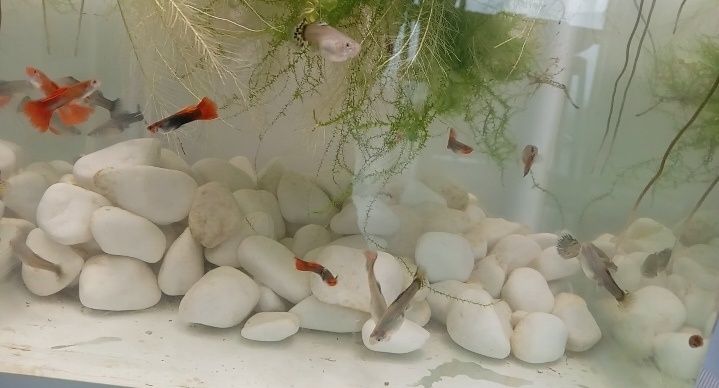 Vând guppy adulți și tineret și puiet