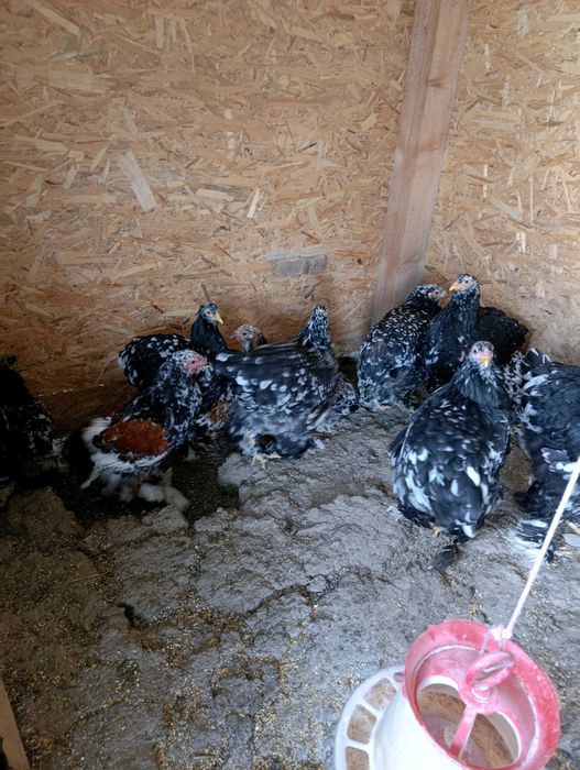 Pui și găini brahma