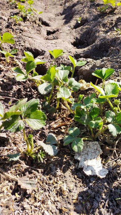 Рассада клубники.