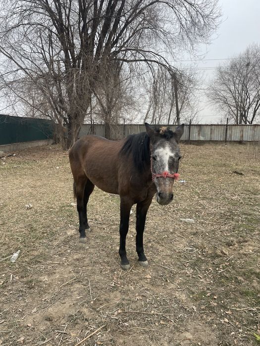 Продам лошадь байтал