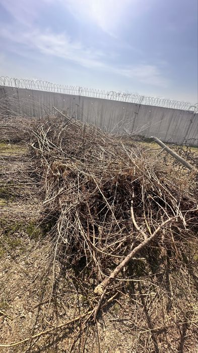 Дрова бесплатно