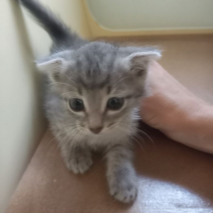 Вислоухий котёнок 1 месяц мальчик