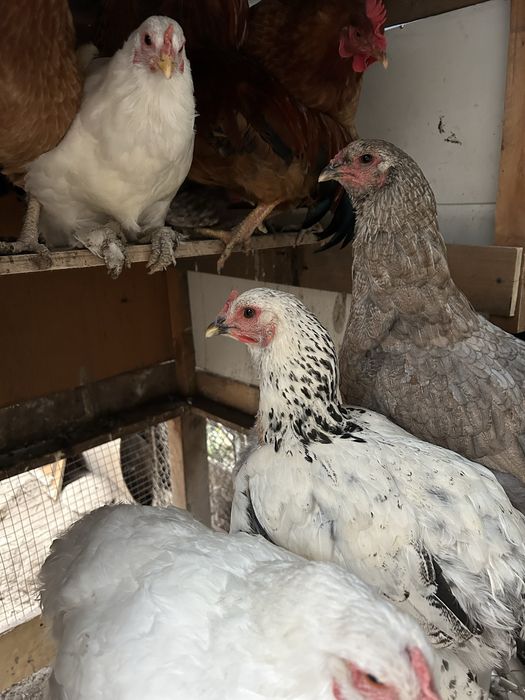 Тауықтар сатылады