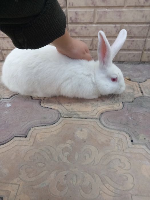 Продаётся кролик чистокровный белый виликан