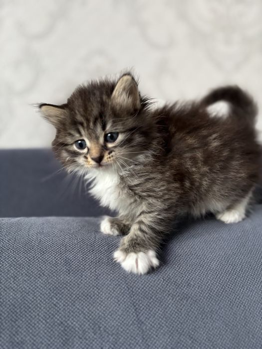 Отдаю котенка в добрые руки!