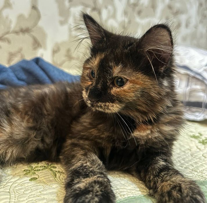 Пристраиваются котята. Домашние.