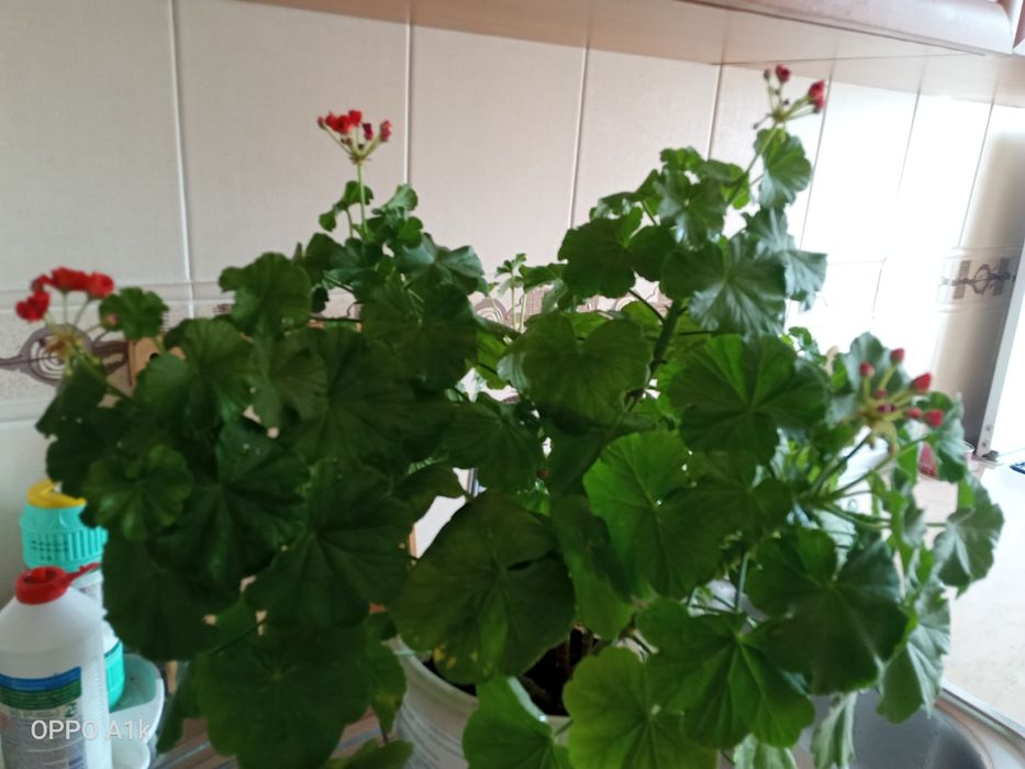 Продам домашние цветы