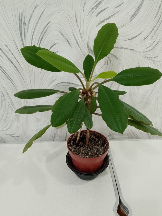 Комнатное растение