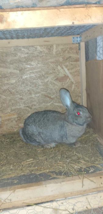 De vanzare sau schimb iepuroaica