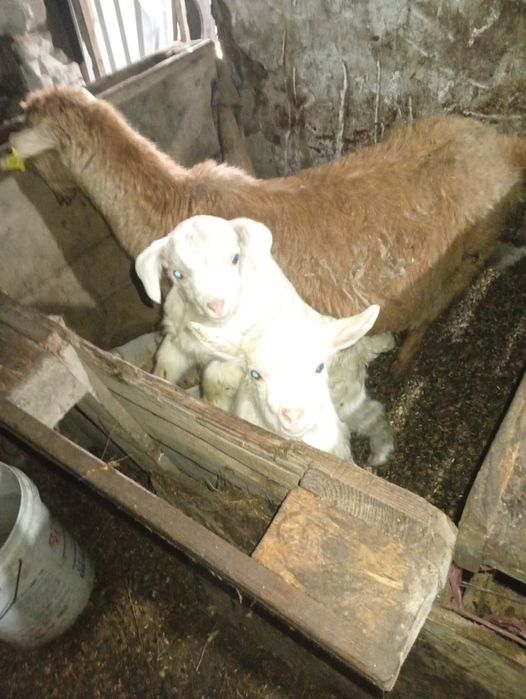 Продам Козы с козлятами