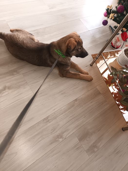 Подарява се бебе Бруно