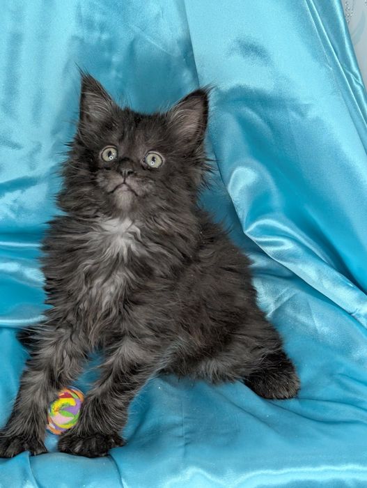 Мейн Кун Полидакт Бронь