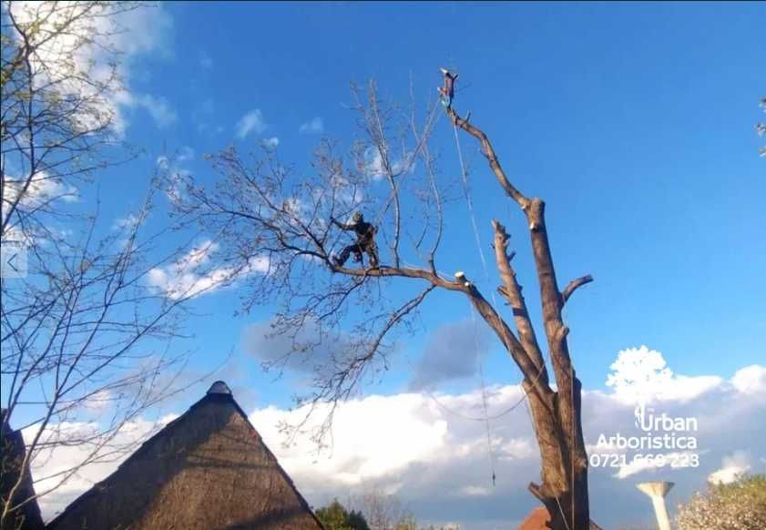 Toaletare Copaci Tăiere Arbori Defrișare Copaci Periculoși Gard Viu