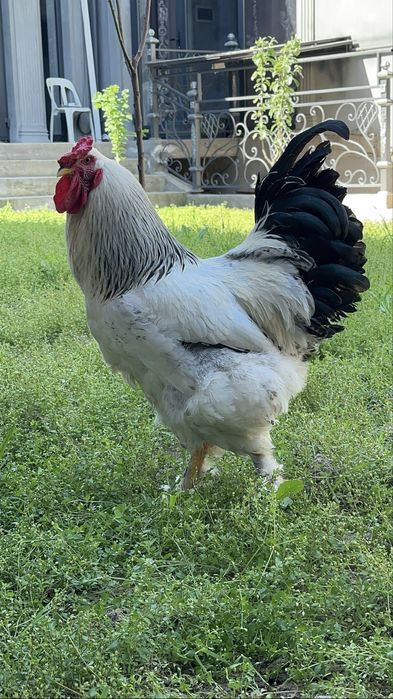 Brama xoroz va qora shahzoda tovuq 350 mingdan