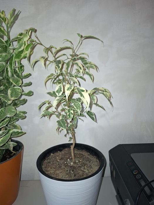 Продаются свои комнатные растения