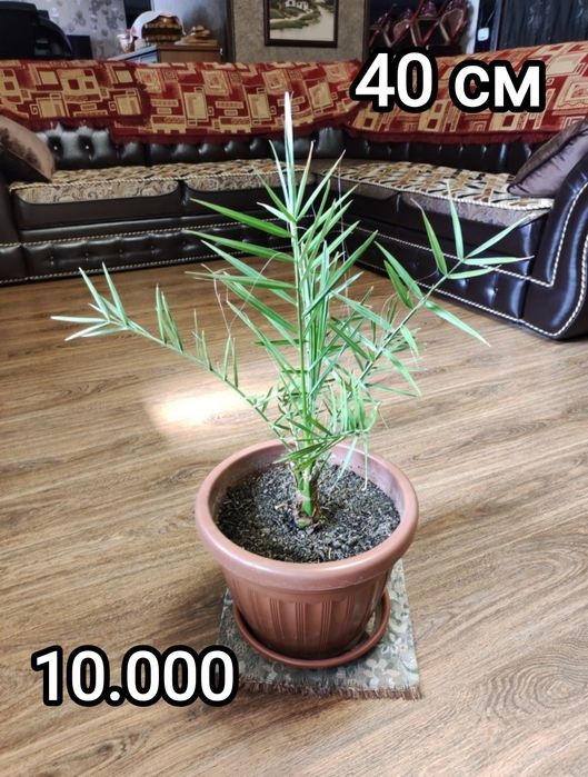 Комнатные растения в офис