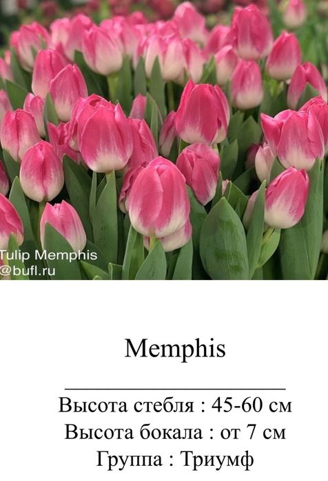 Цветы, тюльпаны оптом и в розницу