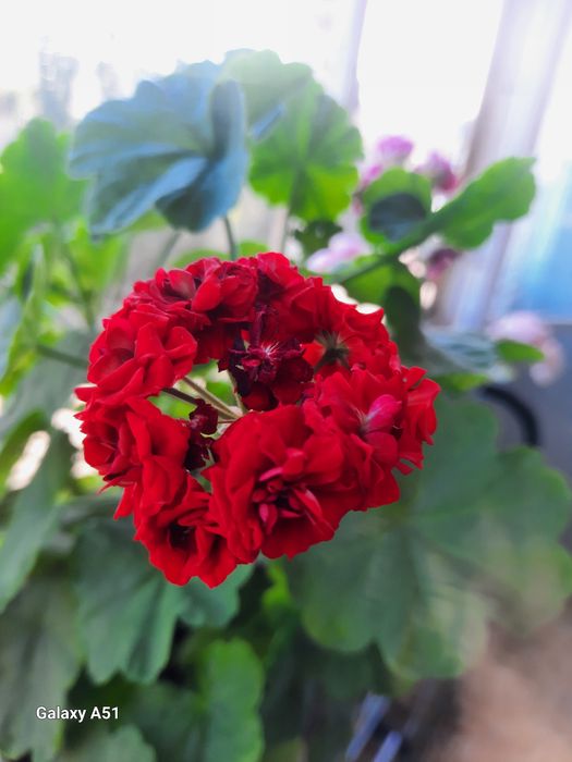 Продам герань сортовую.