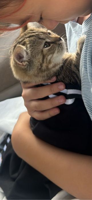 Отдам в добрые руки