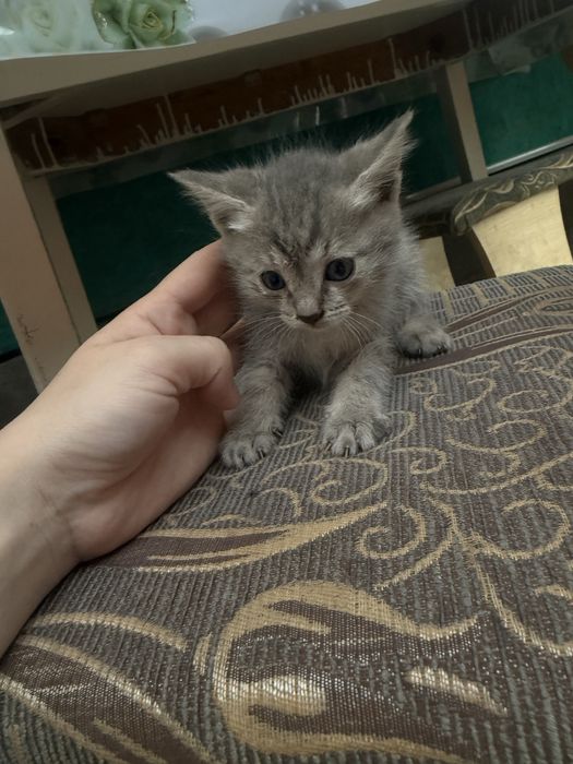Отдам котят в хорошие руки