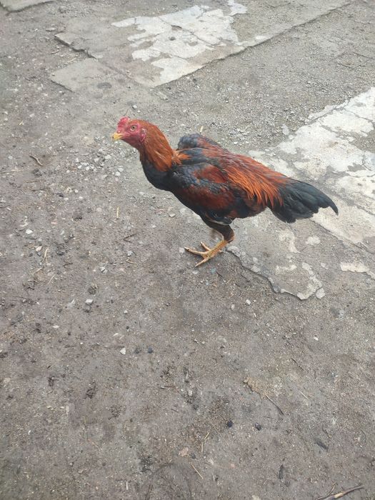 Продам дакан с даканихами