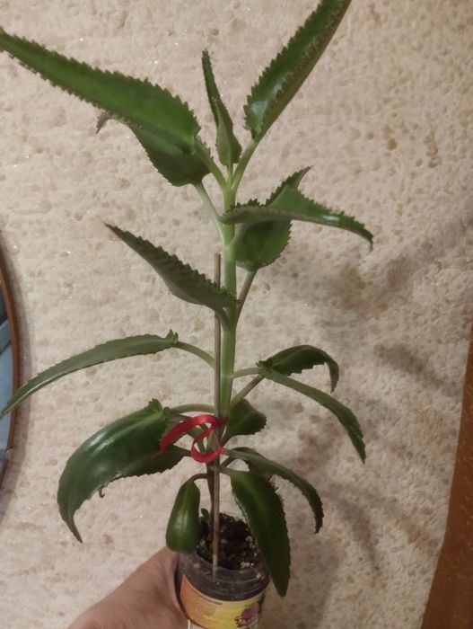 Каланхоэ. Продам...