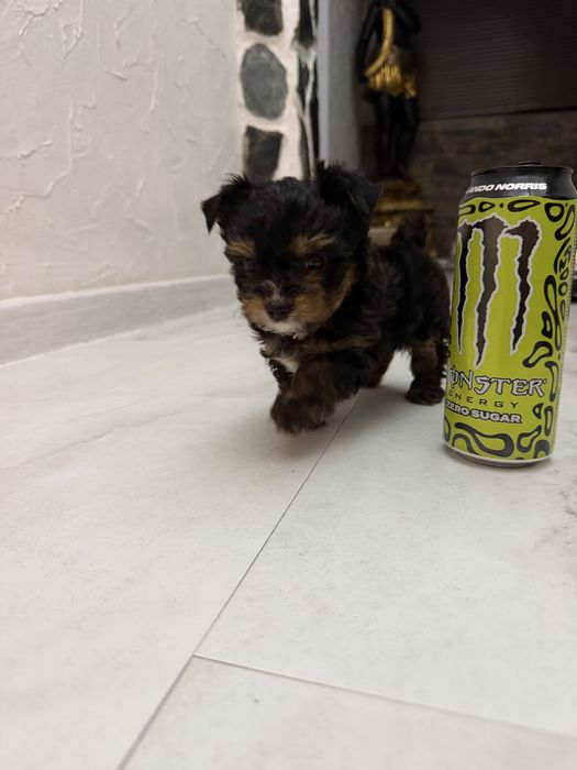 Йоркширски териер мини мъжки йорки