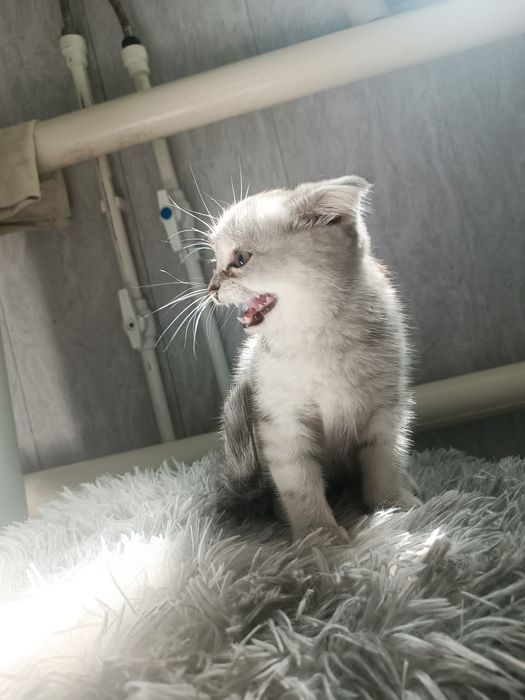 Продам котёнка !