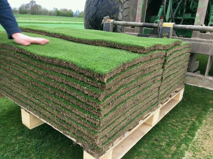 Рулонный живой газон от пройзводителя