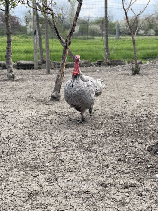 Vând 1 curcan și 2 cocoși