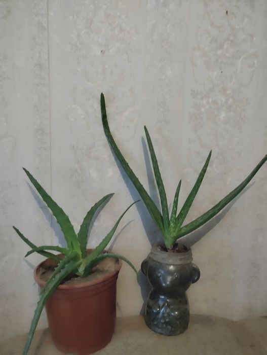 Растения по тысячи .