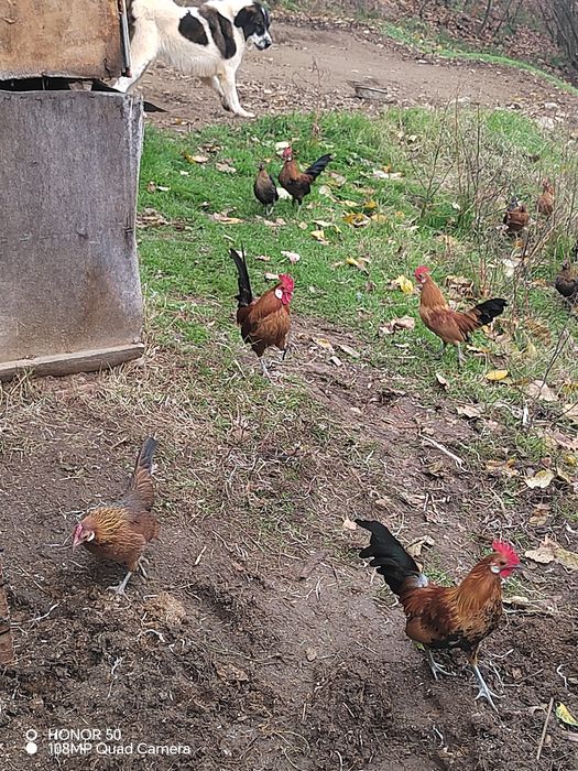 Продавам декоративни кокошки