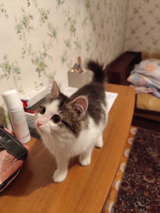 Отдам бесплатно котёнка девочка