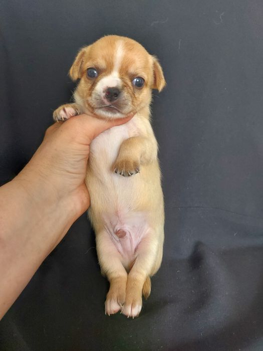 Продаю щенков чихуахуа