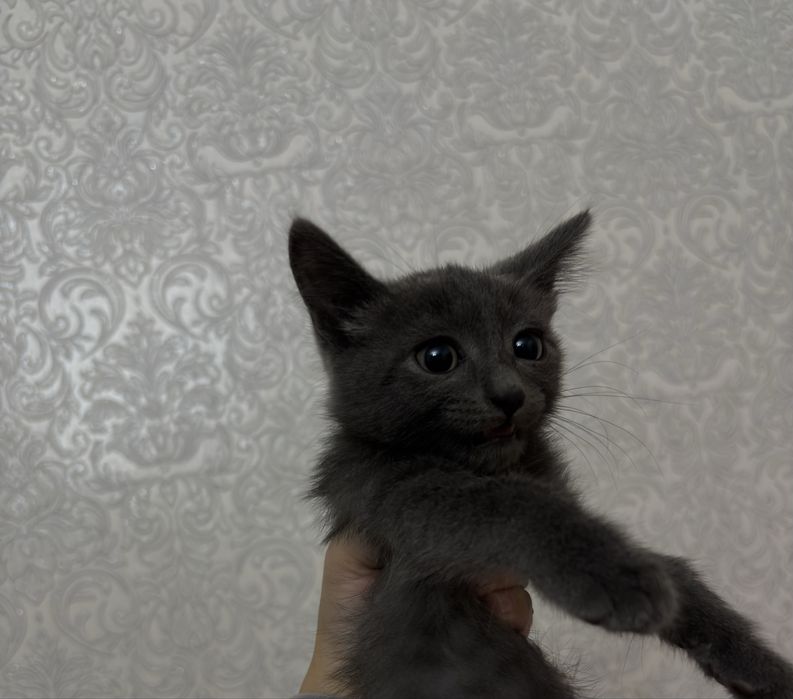 Котята ищут дом .