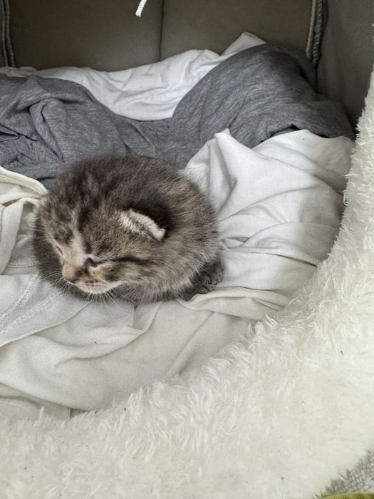 Британский котёнок.