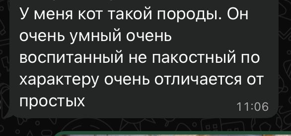 Продам ангорского котенка