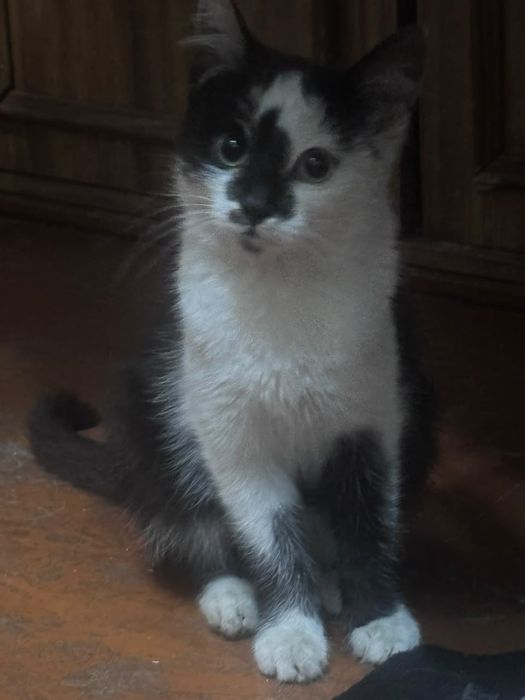 Животные кошки,котята