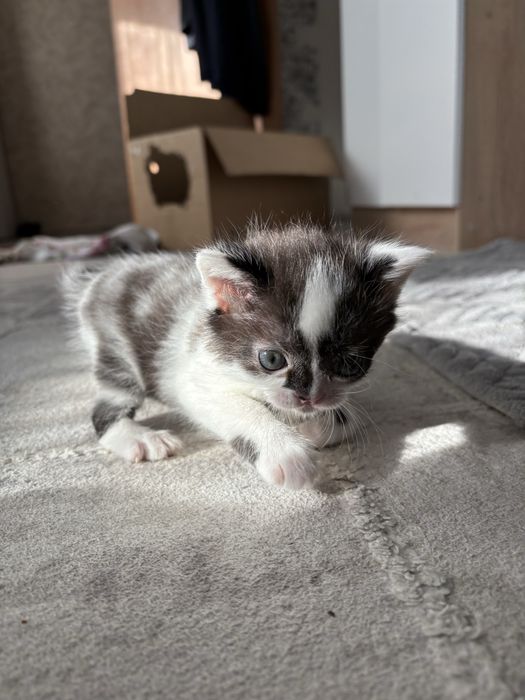 отдам красивых  котят